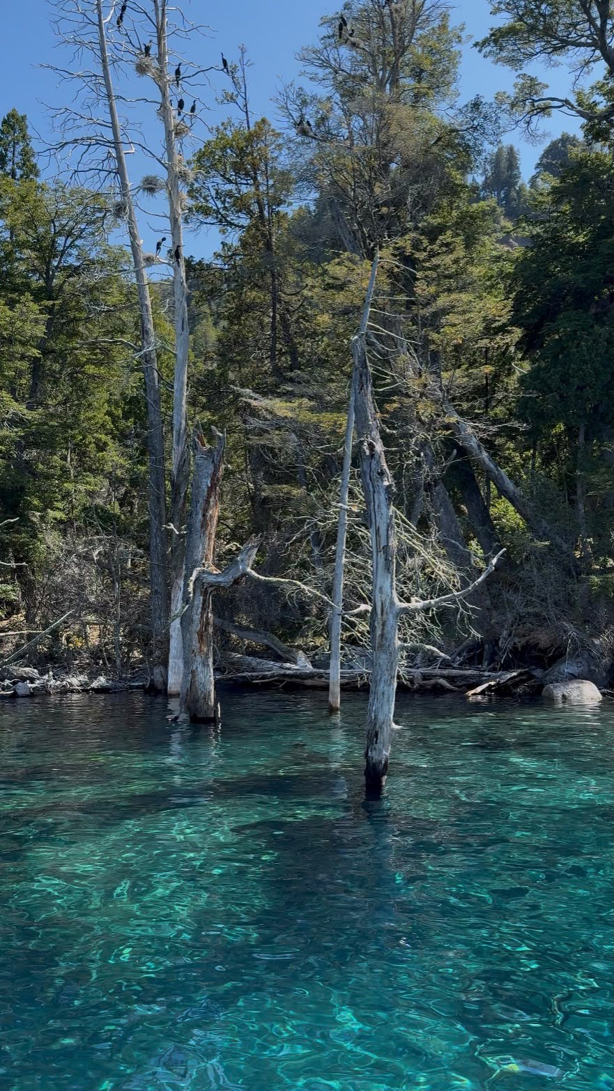 Villa Traful con Bosque Sumergido — excursión en Bariloche, Patagonia